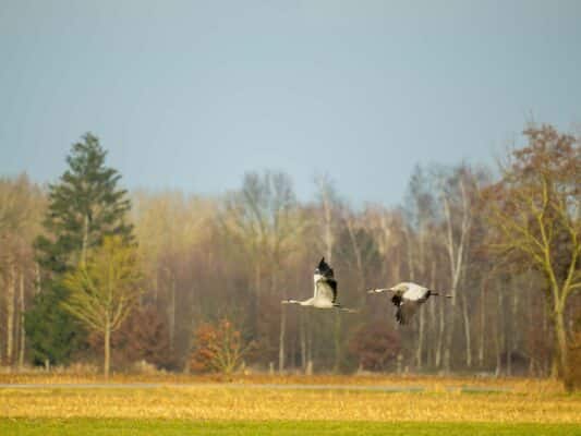 Vögel 0207040